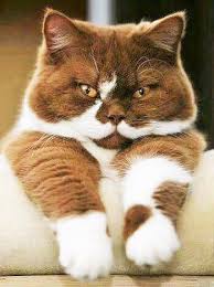 Source Pinterest Com Collection Animal Domestique Petit Chat A Croquer Blanc Tache Brun Chocolat Animal Domestique Petit Chat Chat