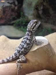 Baby Bearded Dragons Cb Baby Bearded Dragon Bearded Dragon Bearded Dragon Care