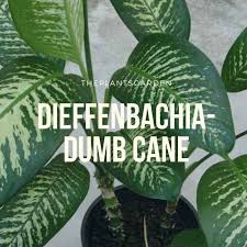 Why Not Take Care Of Dieffenbachia Dumb Cane At The Home Dumb And Dumber Plant Leaves Cane