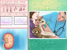 Check spelling or type a new query. 3 Ways To Retrain A Cat To Use The Litter Box Wikihow