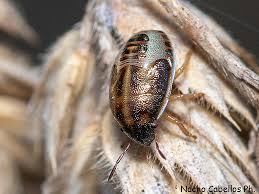 Image result for Cyperus longicarpus