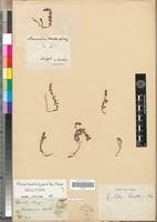 Image result for Rotala tenella