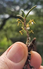 Image result for Nephrangis filiformis