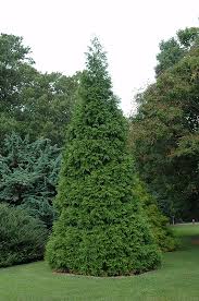 Choose green giant arborvitae hedge vegetation are comparatively younger if you wish to practice and work collectively in a tightly protection or formal. Green Giant Arborvitae Thuja Green Giant In Milwaukee Racine Waukesha Green Bay Oconomowoc Wisconsin Wi At Stein S Garden Home