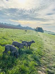 Image result for výmarský krátkosrstý ohař