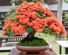 32 Philippines Bonsai Ideas Bonsai Bonsai Tree Bonsai Garden