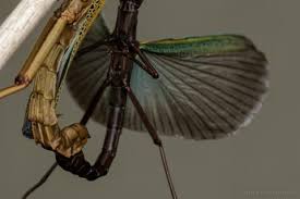 Image result for Pycnostachys orthodonta