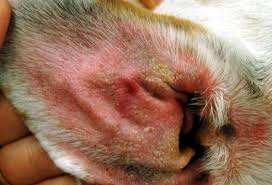 The symptoms are intense itching, red. Pictures Of Skin Problems In Dogs From Dandruff To Ringworm