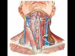 Veins of head & neck. Surface Anatomy Of Carotid Arteries And Jugular Veins Dr Sameh Ghazy Youtube