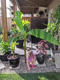 The best weather conditions for growing bananas. How To Care For A Banana Plant Both In Pots And In The Ground Outdoors