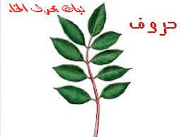نبات بحرف الخاء حروف اللغة العربية plant leaves plants