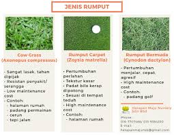 Beli mesin pencacah rumput online berkualitas dengan harga murah terbaru 2021 di tokopedia! Jenis Jenis Rumput Harapan Maju Nursery Sdn Bhd Facebook