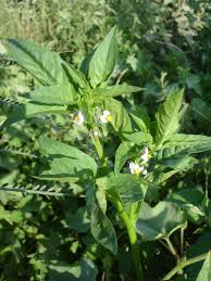 Image result for Solanum americanum