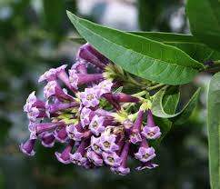 Image result for Cestrum × cultum