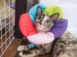 Inflammation in the pancreas causes narrowing of the bilary ducts or sometimes even their complete obstruction. Pancreatitis In Cats Symptoms Treatment Hill S Pet