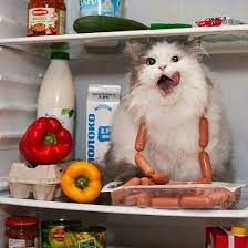 Oh Yeah Love It When They Don T Close The Fridge Door Properly Cats Funny Animals Funny Animal Pictures