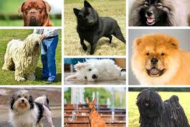 Dog Breed Name Plurals