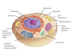 Endoplasmic reticulum do in animal cell. Animal Cell Diagram Nucleolus Nucleus Ribosome Cell Membrane Mitochondrion Golgi Apparatus Bodies Centrioles Smooth Endoplasmic Reticulum Ser Rough Ppt Download