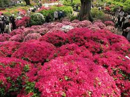 Azalea Festival Tokyo Japan Japanese Garden Azaleas Garden Azalea Festival