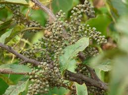 Image result for Maesa