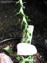 Image result for Ceropegia zambesiaca