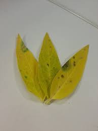 Why are my bee balm leaves turning yellow. Swamp Milkweed Yellowing