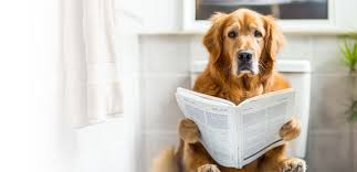 Boston Pooper Scooper Service