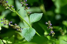 Image result for Cantinoa