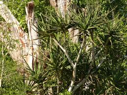 Image result for Aloidendron tongaense