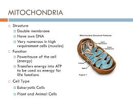 Mitochondria Mitochondria Membrane Chemistry