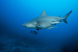 Espn4 • herhaling • pardon the interruption. Bull Shark National Geographic