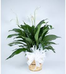Maybe you would like to learn more about one of these? Custom Designed Flowers Gifts Moreno Valley Ca Florist
