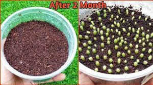 When and how to sow cactus seeds: How To Grow Cactus From Seeds Cactus Seeds In Cocopeat With Update Youtube
