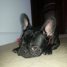 Check spelling or type a new query. Barny Probably The Most Beautiful Dog In The World Home Facebook