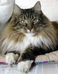 These sturdy, distinctive cats are people lovers who will delight you with their beautiful coats and charming personalities. Winterfyre Norwegian Forest Cats Norwegian Forest Cat Norwegian Forest Cat Personality Forest Cat