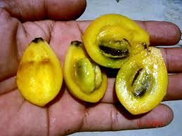 Image result for Artabotrys