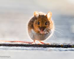Baby mice are very vulnerable when left to fend for themselves. Wood Mouse Facts Diet Habitat Pictures On Animalia Bio