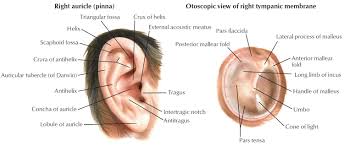 Parts Of The Ear Human Ear Human Ear Anatomy Ear Piercings