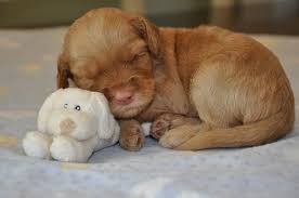 These puppies are so soft and luxurious. Free Australian Labradoodle Puppy Labradoodles Of The North