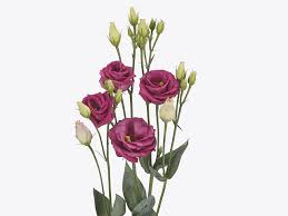 Image result for eustoma flamenco