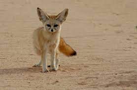 Wind Sand And Stars By Antoine De Saint Exupery Lonesome Reader Fennec Fox Fox Pictures Fox