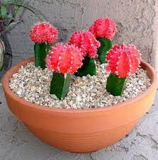 Moon Cactus Cactus Care Grafted Cactus Cacti And Succulents