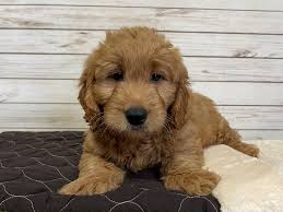Petland dunwoody georgia has what you need. Petland Bolingbrook Home Facebook