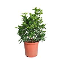Image result for Murraya paniculata