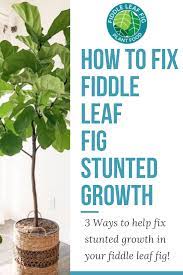 How To Fix Fiddle Leaf Fig Stunted Growth Fiddle Leaf Fig Fig Plant Fiddle Leaf