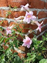 Image result for Bignoniaceae