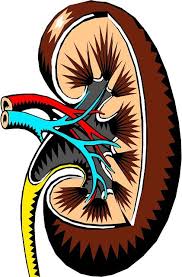 El Rinon Spanish Translation Of Kidney Chronic Kidney Disease Remedies For Kidney Infection Kidney Disease