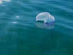 Jellyfish have long been a stinging fact of life at the jersey shore, but lately some dangerous species have been making their way to the area. Portuguese Man Of War Facts Physalia Physalis