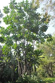 Image result for Anthocleista