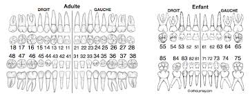 Odontogram Dental Numbering Fdi Notation Orthodontics